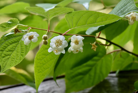 silver vine