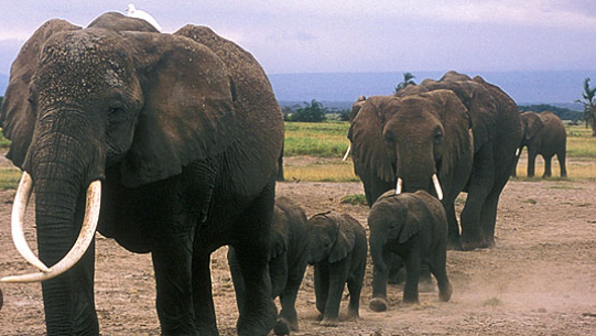 Elephant family structure and social hierarchy explained
