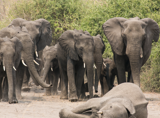 Elephant emotional responses to stress and loss