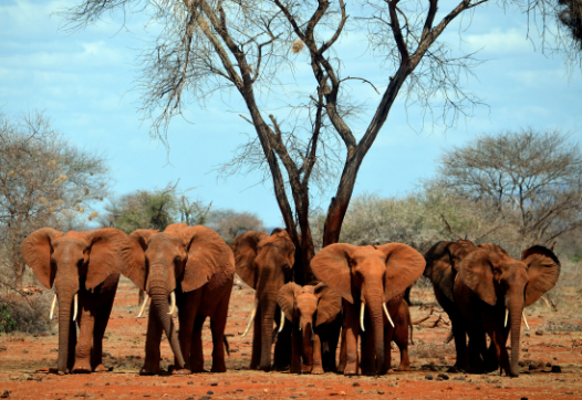 Elephant population recovery patterns in protected areas