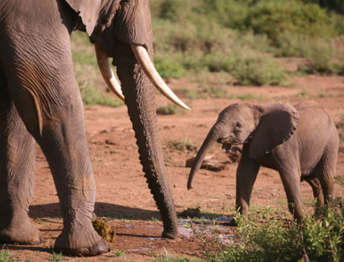 Elephant calf learning survival skills through social learning