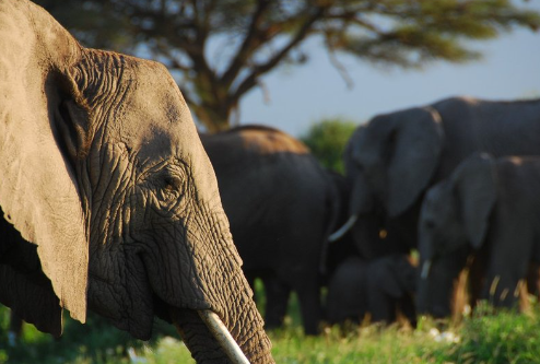 Elephant recognition of familiar human voices and sounds