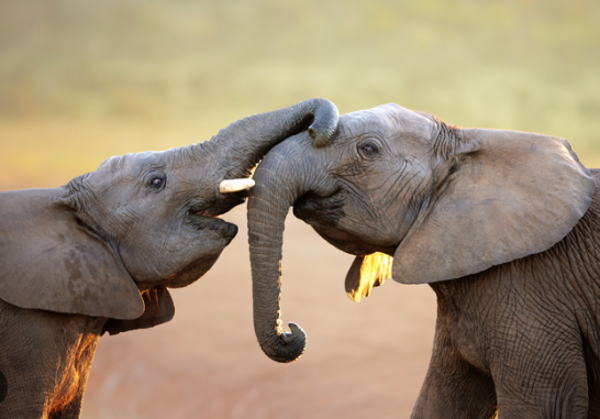 Elephant curiosity and exploration behavior