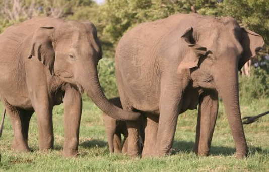 Elephant scent detection and chemical communication