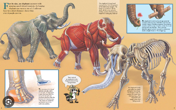 Elephant foot structure and its role in long distance walking