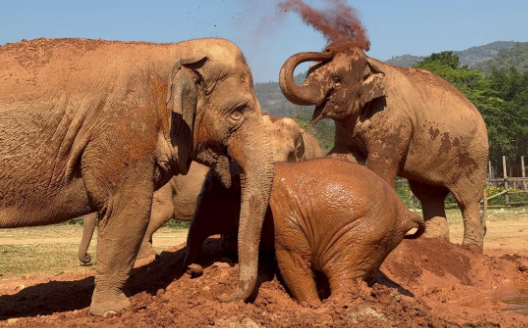 Elephant interactions with other animal species