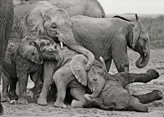 Elephant play behavior among adult herd members
