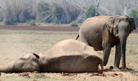 Evidence of grief and emotional awareness in elephants