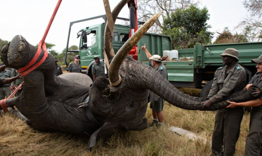 How anti poaching patrols influence elephant survival