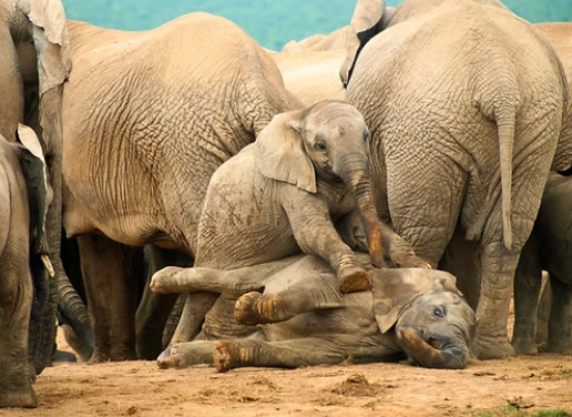 Play behavior of baby elephants in natural environments