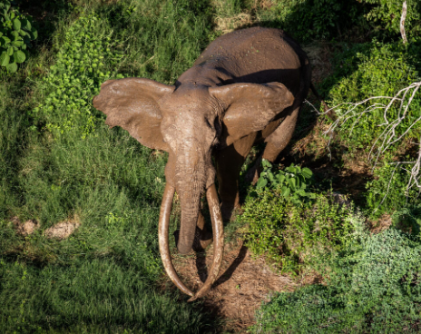 How elephants remember water sources across generations