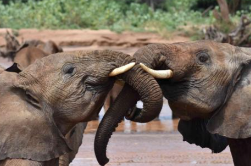 Elephants are not just majestic creatures known for their size and strength; they also possess impressive vocal learning abilities. This blog post will explore how elephants imitate sounds, their communication methods, and the implications of these skills on their social lives and environments. 1. Understanding Vocal Learning in Elephants Vocal learning is the ability to modify vocalizations based on environmental sounds and social interactions. In elephants, this behavior is well-documented; they can imitate a variety of sounds ranging from the calls of other elephants to human-made noises. For instance, researchers have observed African elephants mimicking truck noises and even human speech, showcasing their remarkable auditory memory and comprehension skills. This ability to learn and mimic sounds plays a crucial role in their social interactions. Elephants often use vocalizations to communicate their needs, emotions, and social status. Different vocalizations can indicate different messages, like distress, happiness, or warnings of danger. For example, a high-pitched trumpet can signal excitement, while a rumbling sound may indicate comfort or reassurance within the herd. Observe and document various sounds made by elephants in different contexts. Listen for nuances in vocalizations that might convey different emotions. Explore different elephant species and their unique vocal characteristics. Consider how environment influences sound preferences and imitation skills. 2. The Role of Sound Imitation in Elephant Social Structure Sound imitation goes beyond mere expression; it helps strengthen bonds within elephant herds. Social elephants, especially young ones, learn by mimicking the sounds of their mothers or other herd members. This isn’t just play; it’s an important aspect of their social cohesion, allowing them to establish trust and familiarity within their community. Moreover, imitation can serve as a survival skill. For instance, elephants that mimic the distress calls of other species can alert other elephants to potential threats like predators or humans. This advanced form of communication strengthens group dynamics, making the herd more resilient against dangers in their environment. By learning and imitating, young elephants prepare themselves for future challenges in a complex social and ecological landscape. Engage with local wildlife organizations to learn about elephant behavior. Participate in programs that promote elephant conservation and social learning. Create a checklist of local wildlife that might influence elephant sounds. Encourage community discussions about the importance of preserving elephant habitats. 3. Implications of Vocal Learning for Elephant Conservation The vocal learning abilities of elephants have significant implications for their conservation. As their environments are threatened by human activity, understanding their communication can lead to better strategies for protecting them. Effective conservation efforts require insights into how elephants use sound to navigate and survive in their habitats. Furthermore, sound imitation can influence breeding patterns. If certain vocalizations attract mates, changes in environmental soundscapes can impact natural mating behaviors. Preserving the natural sounds around elephants (like their natural habitat) ensures the continuation of their unique communication methods, which are essential for maintaining robust populations and ecosystems. Stay informed about conservation initiatives focused on elephants. Support research that explores elephant vocalizations and behavior. Advocate for policies that consider elephant habitats and their soundscapes. Participate in community awareness programs to educate others about elephant conservation. In conclusion, understanding elephant vocal learning and sound imitation behavior unveils a world of intricate social dynamics and survival strategies. By taking steps to educate ourselves and contribute to conservation efforts, we can play a role in protecting these incredible animals and their unique modes of communication.