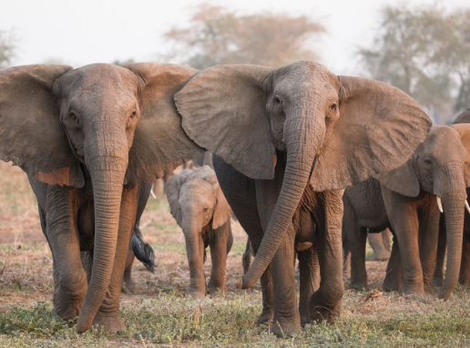How tuskless elephants adapt to survival pressures