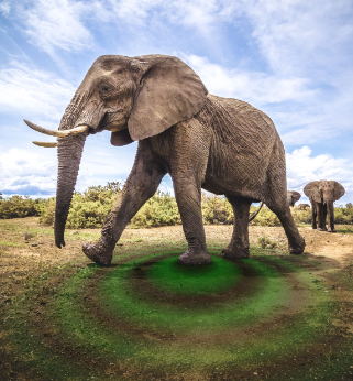 How elephants sense vibrations through the ground
