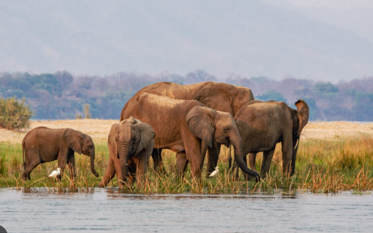 How elephants cross rivers during migration