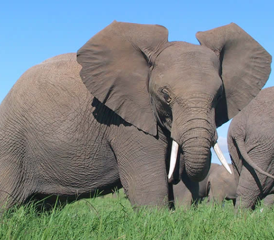 Elephant thermoregulation strategies in hot climates