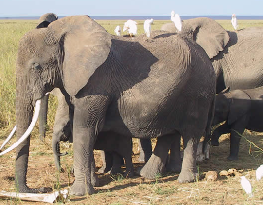 How elephants respond to unfamiliar objects