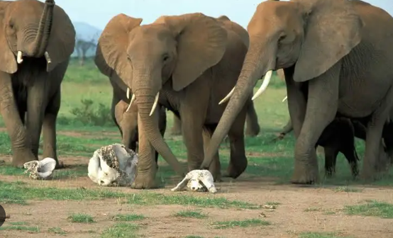 How elephants react to bones and remains of other elephants