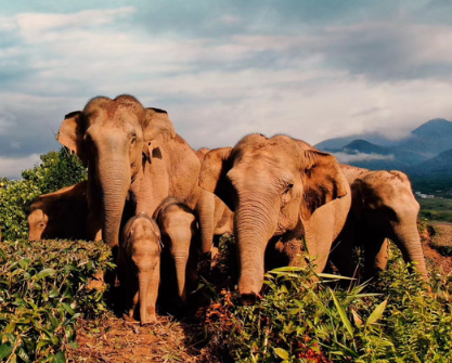 Elephant conservation strategies and population protection