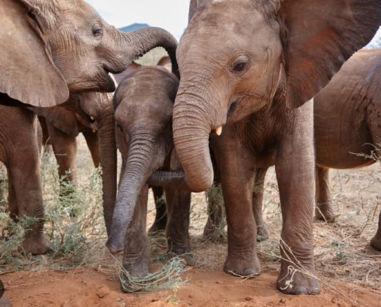 Teaching behavior of adult elephants toward young calves