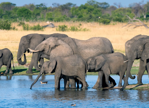 Elephant memory ability demonstrated through long term behavior