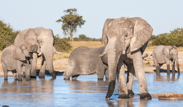 How elephants recognize individual herd members