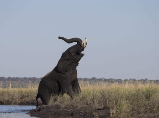Elephant tusk usage for feeding and defense