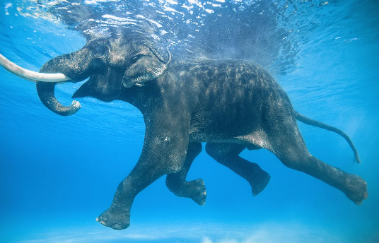 Elephant swimming ability in rivers and coastal waters