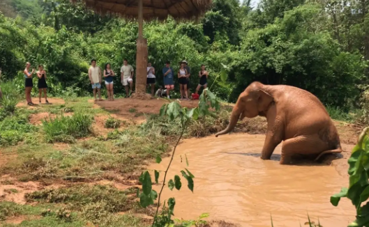 Elephant mud bathing behavior and its survival function