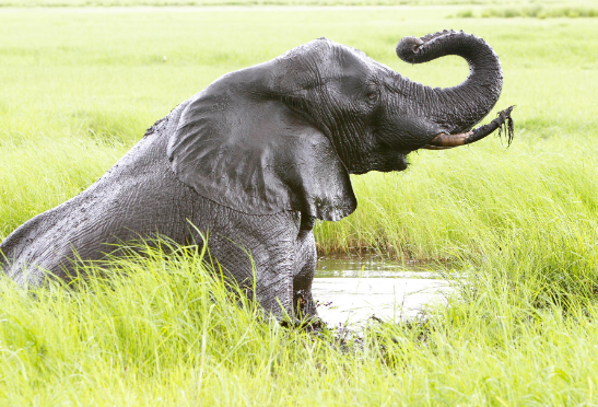 Elephant infrasound communication explained by scientific observation