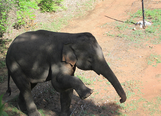 Behavioral changes in elephants exposed to human activity