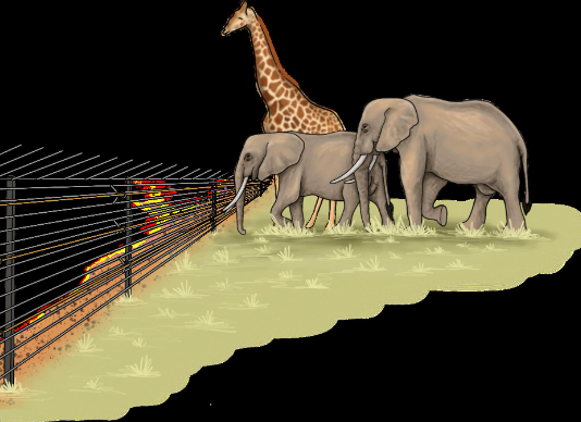 Elephant responses to fences and deterrent systems