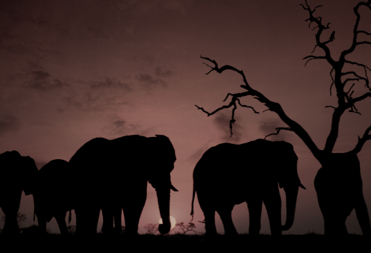 Elephant nighttime movement patterns near villages