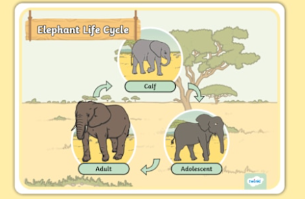Elephant daily activity cycles explained