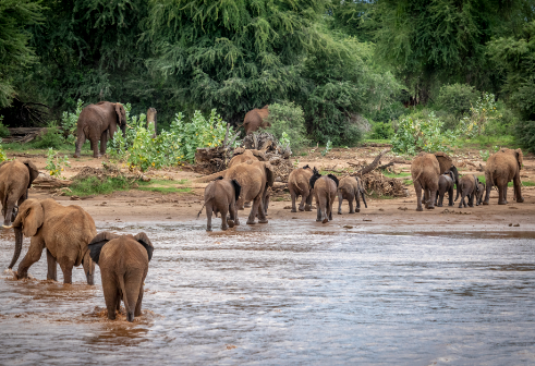 Elephant impact on savanna and forest ecosystems