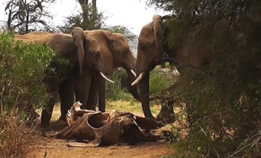 Elephant mourning behavior after loss of herd members