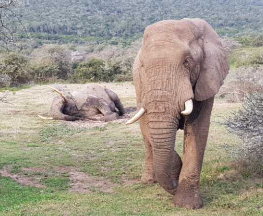 Elephant sleep patterns and resting behavior in the wild