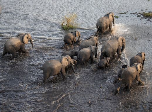 How elephant movements create water access for other animals