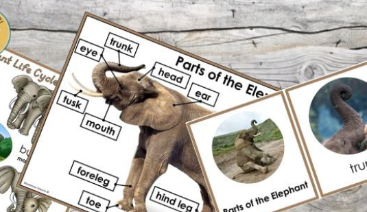 Reproductive cycle of elephants explained