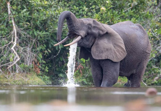 Forest elephant behavior rarely observed in dense jungles