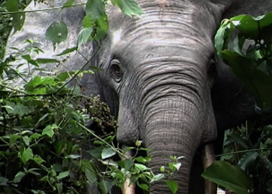 Elephant seed dispersal behavior and forest regeneration