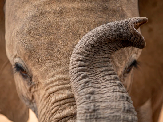 How elephant skin protects against sun and insects