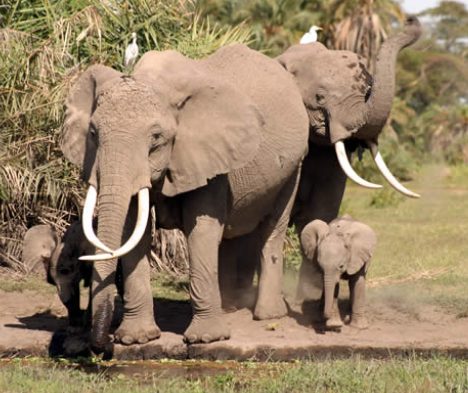 African elephant social structure in open savannas