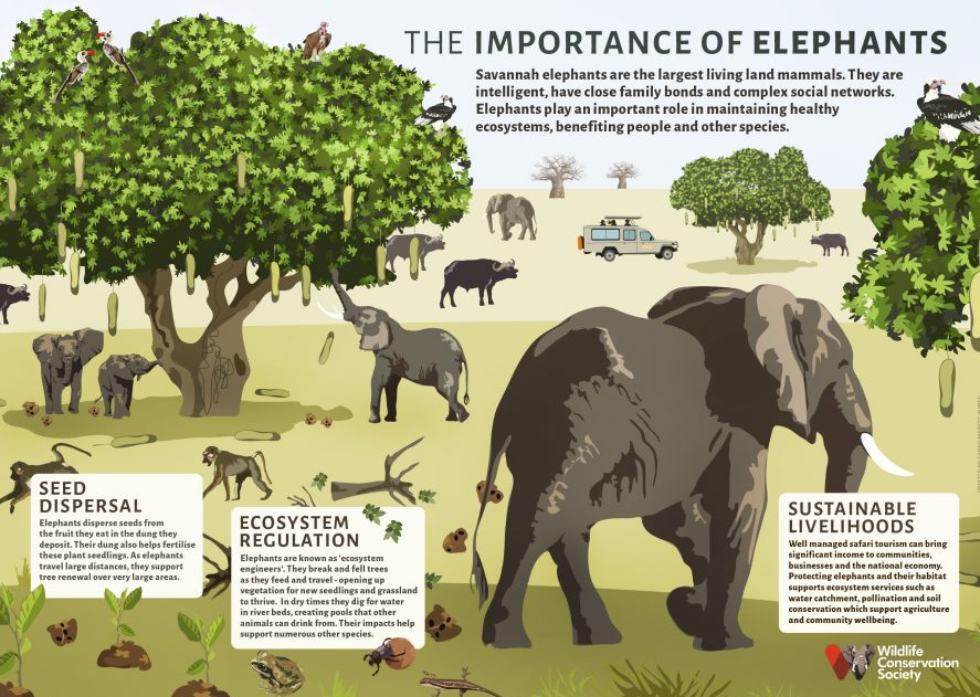 Changes in elephant habitat use over time