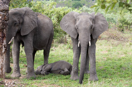 How elephant herds protect calves from predators