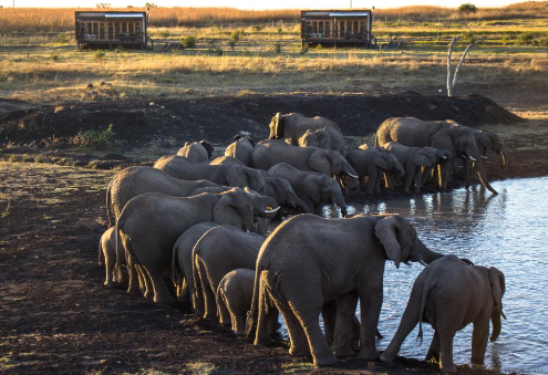 Decision making role of the elephant matriarch during migration