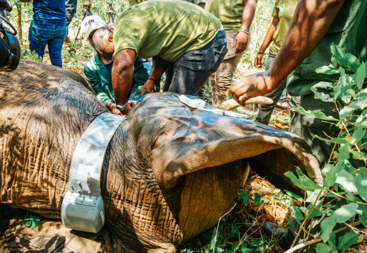 GPS tracking and monitoring of elephant movement