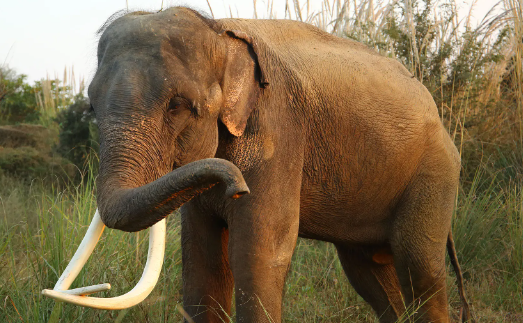 How musth affects elephant aggression and movement
