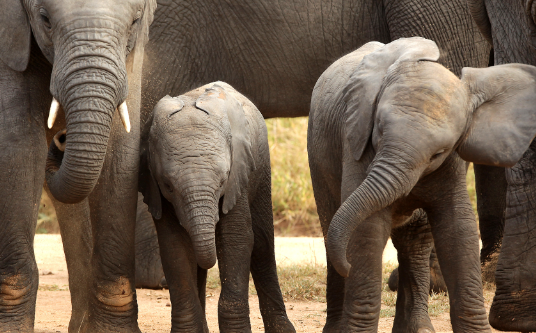 How elephant research contributes to wildlife science