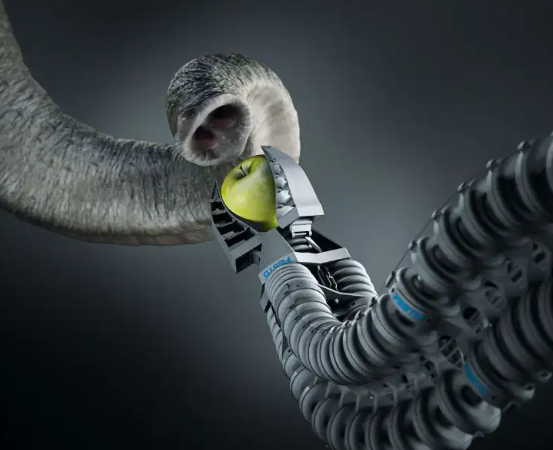 Elephant trunk dexterity and fine motor skills explained